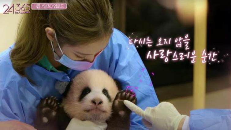 韩国艺人“违规接触大熊猫”画面引热议，BLACKPINK方回应了
