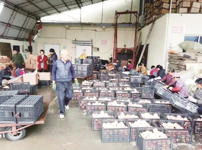 品牌强农 沂源“果山红”香飘四方