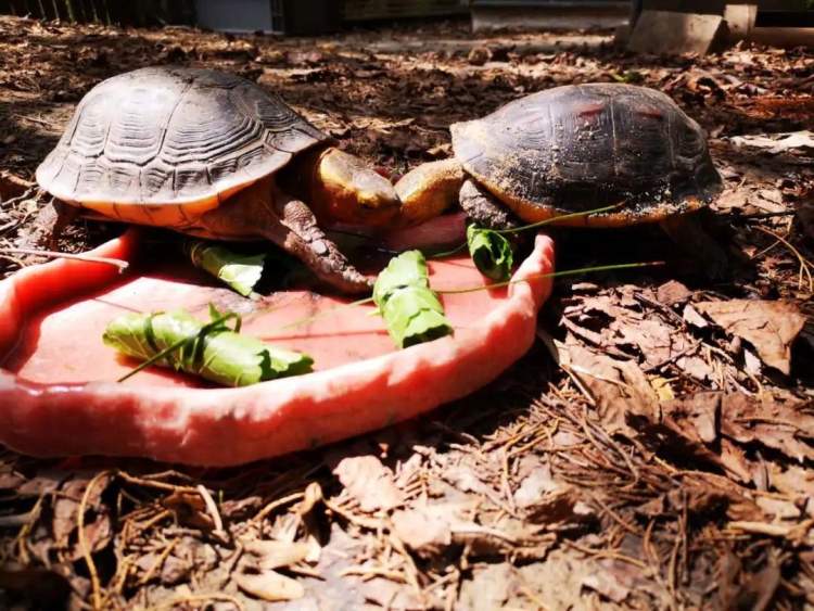 上海动物园首次成功繁殖黄缘闭壳龟，是国家二级保护动物，取名“呆呆”