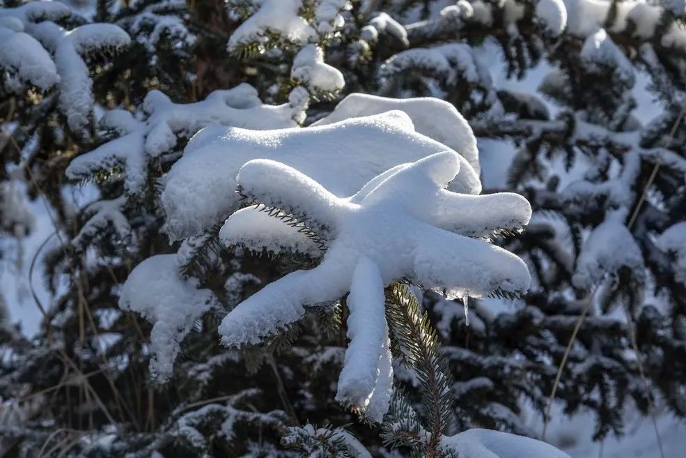 鸣岩松雪静赏傲雪枝头之美动享冰雪酣畅之旅