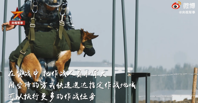 超酷画面！空降犬跟兵哥哥高空跳伞配合默契，网友：胆子不如狗系列