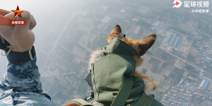 超酷画面！空降犬跟兵哥哥高空跳伞配合默契，网友：胆子不如狗系列