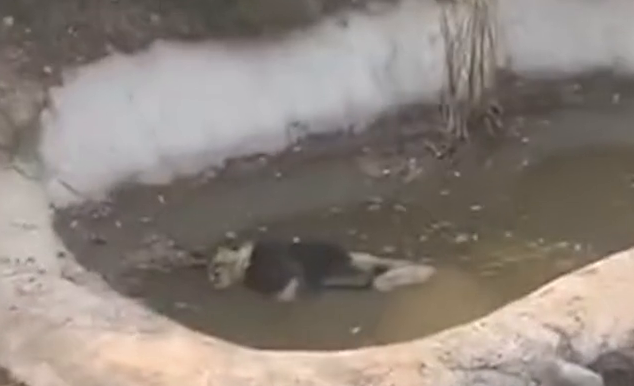 狮子泡水池中疑似死亡，林业局回应：在尸检中 可以做成标本