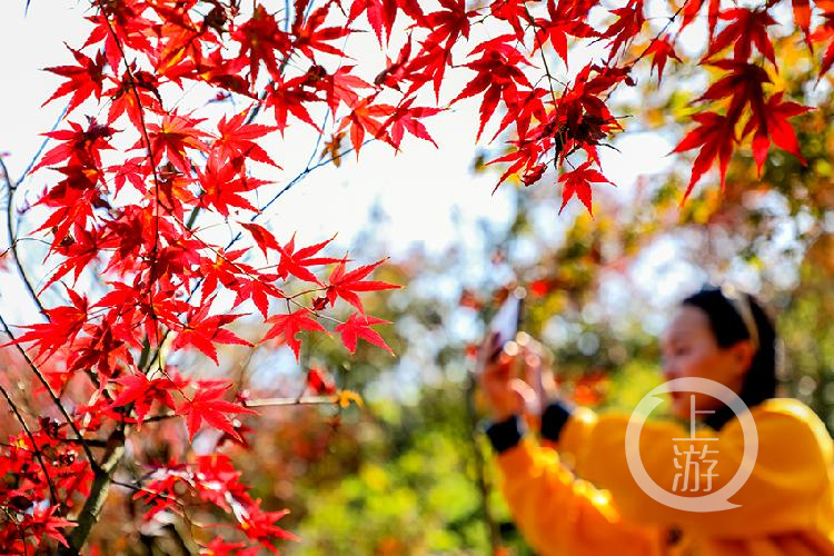 漫步天坪山 红枫总相伴