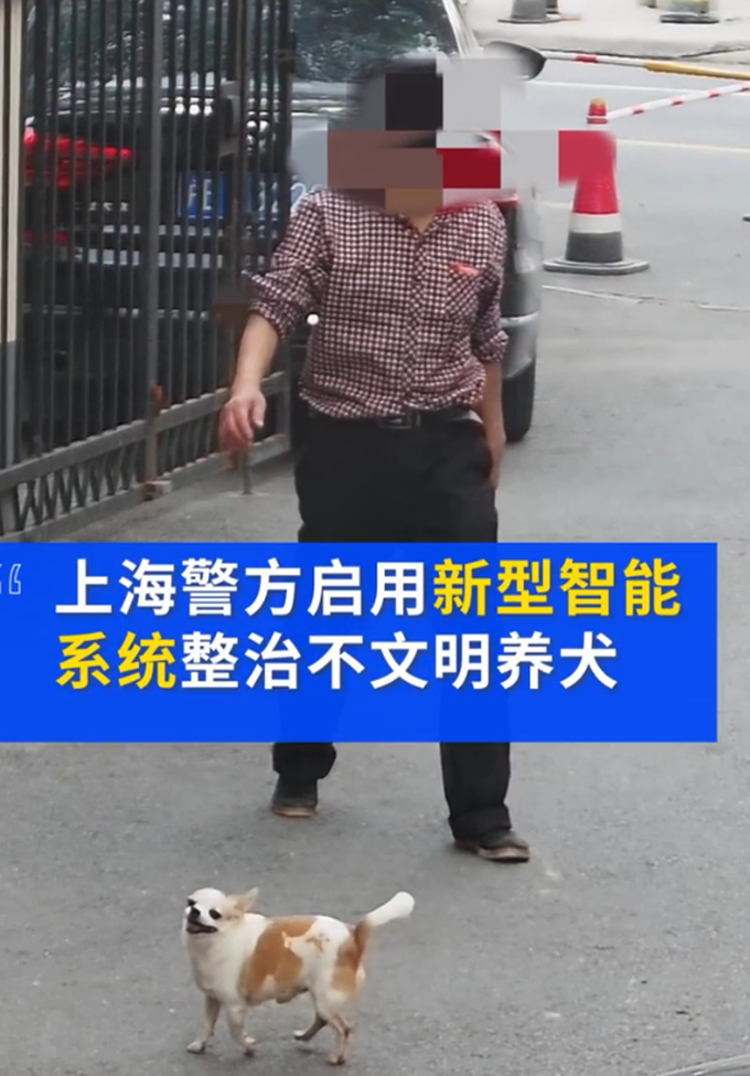 上海不牵绳遛狗将被抓拍处罚 已处罚20余起