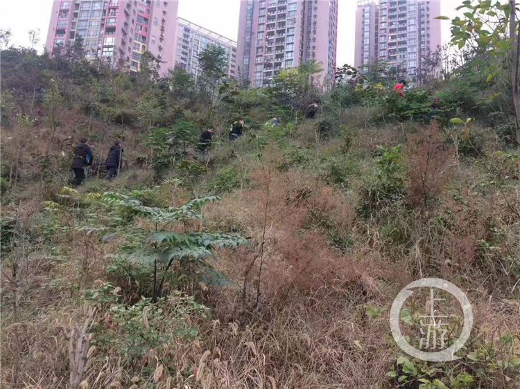 发现重庆之美丨山城“挂毯”记：看“最美坡坎崖”如何扮靓城市