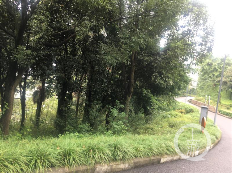 发现重庆之美丨山城“挂毯”记：看“最美坡坎崖”如何扮靓城市