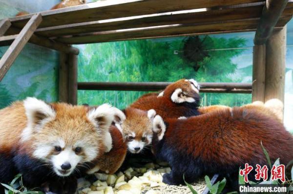 常州淹城野生动物世界繁育12只红熊猫正式亮相