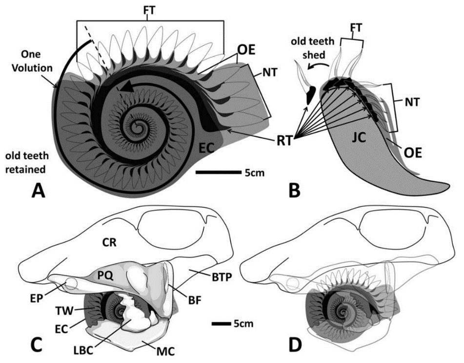 2014)基于研究建立的复原图"菊石开罐器"对旋齿鲨嘴部肌肉特征的复原