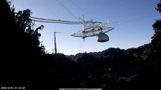 ���������ۡ����ϣ�����ֻʣ�й�һֻ�����ۡ�