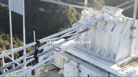 ���������ۡ����ϣ�����ֻʣ�й�һֻ�����ۡ�