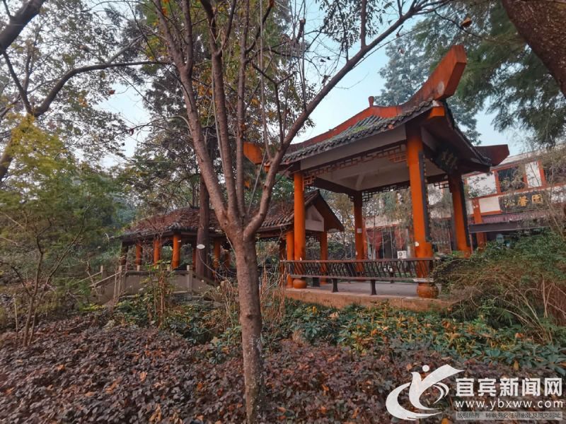 岁末年初 宜宾多个城市公园生机盎然移步即景