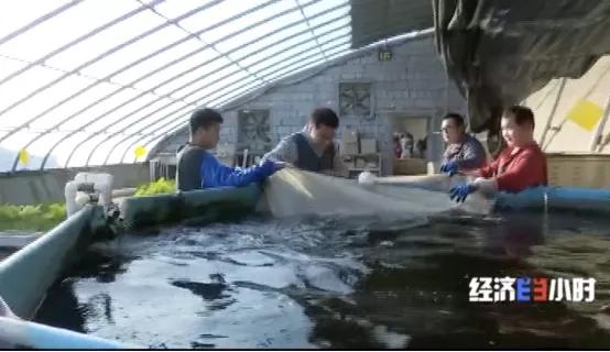 千億大商機(jī)！養(yǎng)魚不換水，種菜不施肥！這套技術(shù)太驚艷→