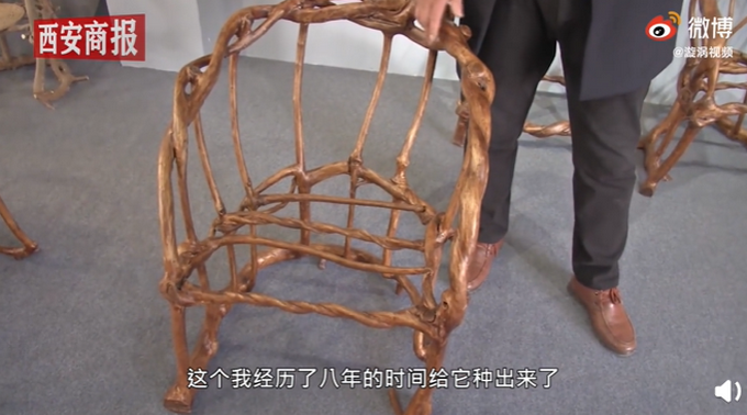 山东小伙用8年种出天然椅子网友一棵树一把椅高手在民间
