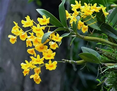 腾冲生物医药为“大健康”植沃培土