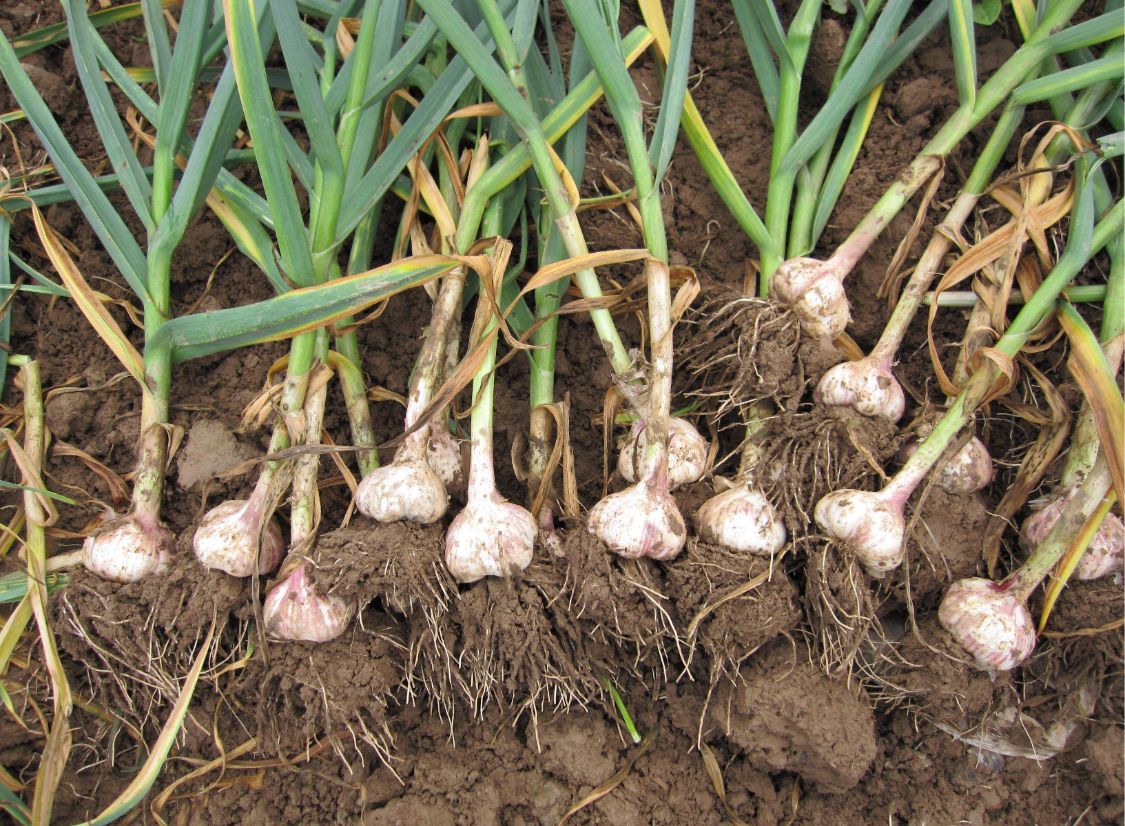 吃大蒜可以保護心臟？ 這些傳言究竟是真是假？