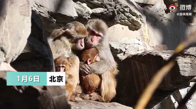 北京動物園猴子抱團取暖抵禦嚴寒