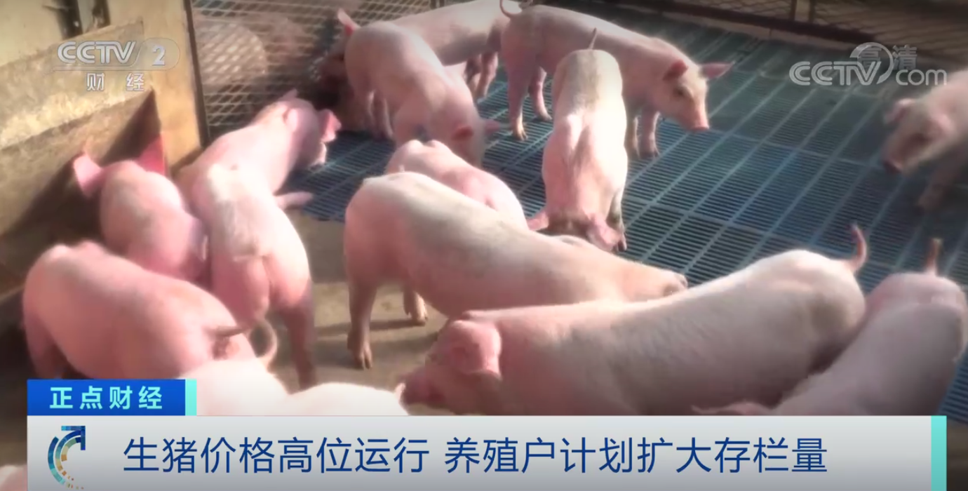生猪价格高位运行，“猪期货”为养殖业提供新