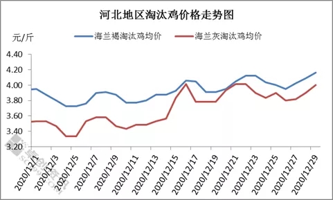 12月份河北省蛋鸡市场概述