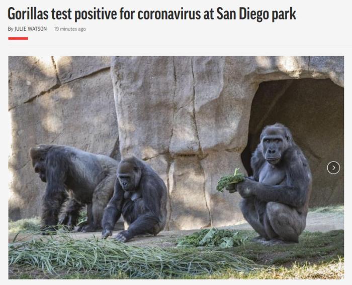 美国动物园数只大猩猩感染新冠病毒 已有咳嗽症状