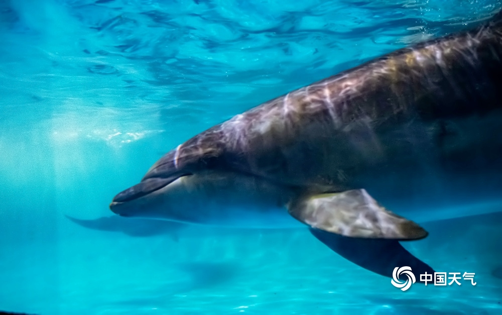 克服50℃超大温差 哈尔滨极地公园成功引进海豚