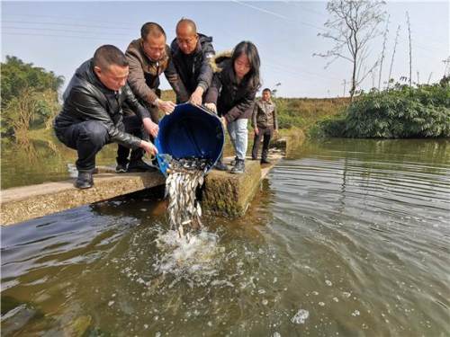 永川：增殖放流护生态 20万尾鱼苗跃入河中