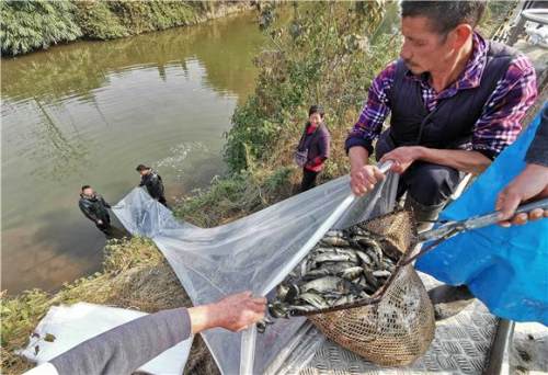 永川：增殖放流护生态 20万尾鱼苗跃入河中