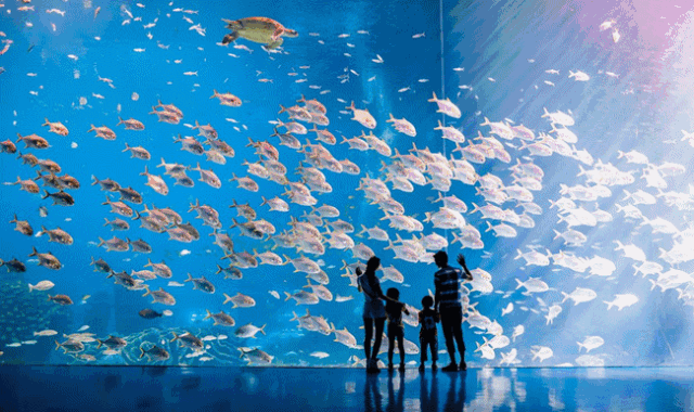 全行业集体上场，旅游直播能走多远？