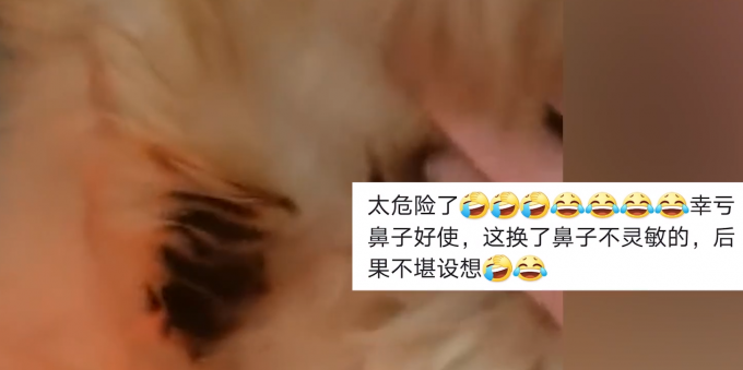 电暖气|狗狗靠着电暖气取暖毛被烤焦 多亏主人闻到烧焦味是个憨憨