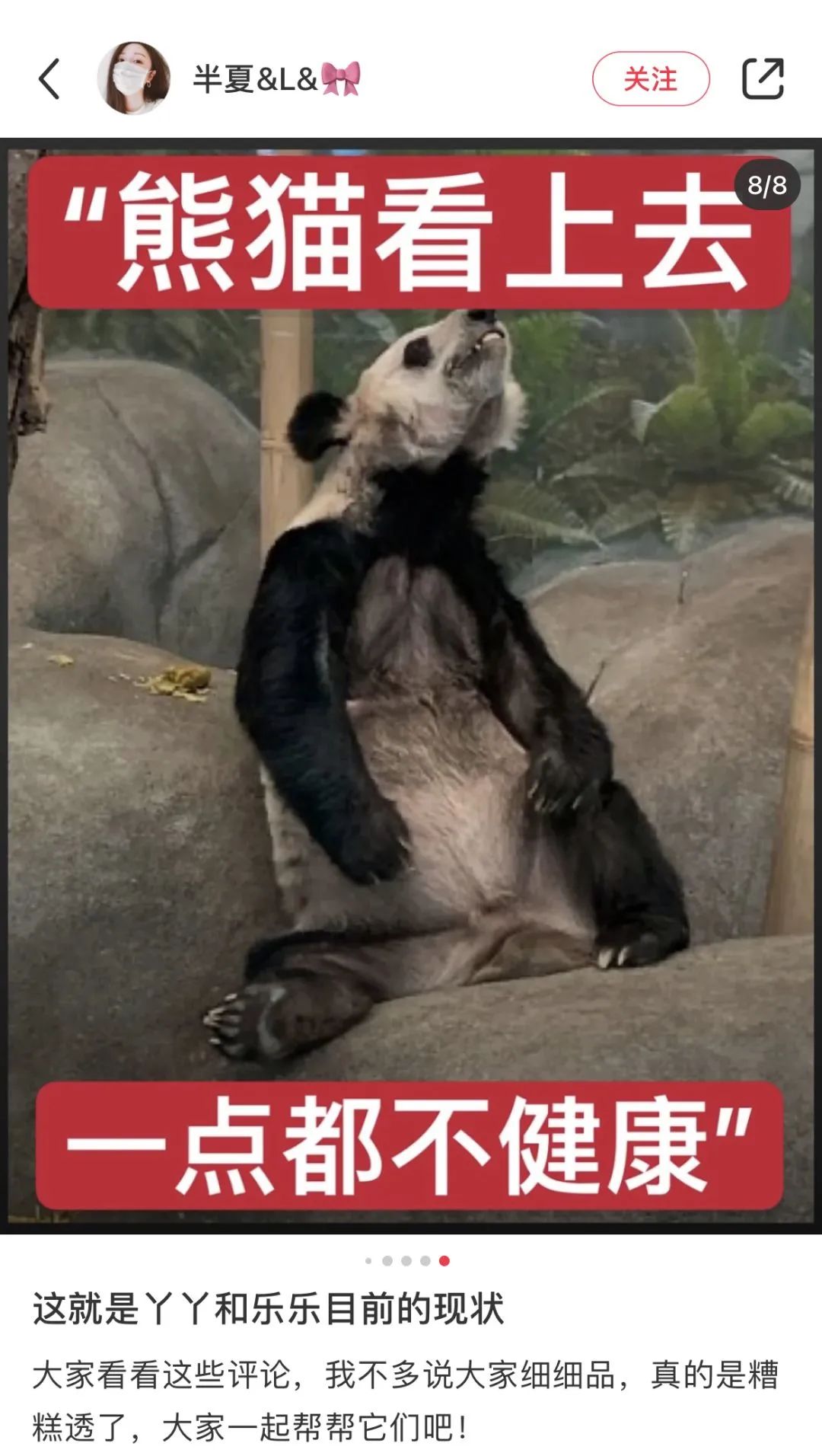 都沒熊樣了！旅美大熊貓居然瘦成皮包骨？官方回應(yīng)