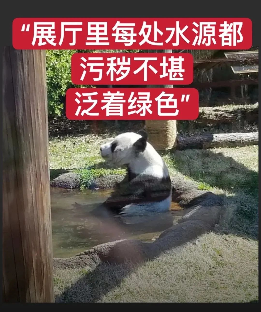 都沒熊樣了！旅美大熊貓居然瘦成皮包骨？官方回應(yīng)
