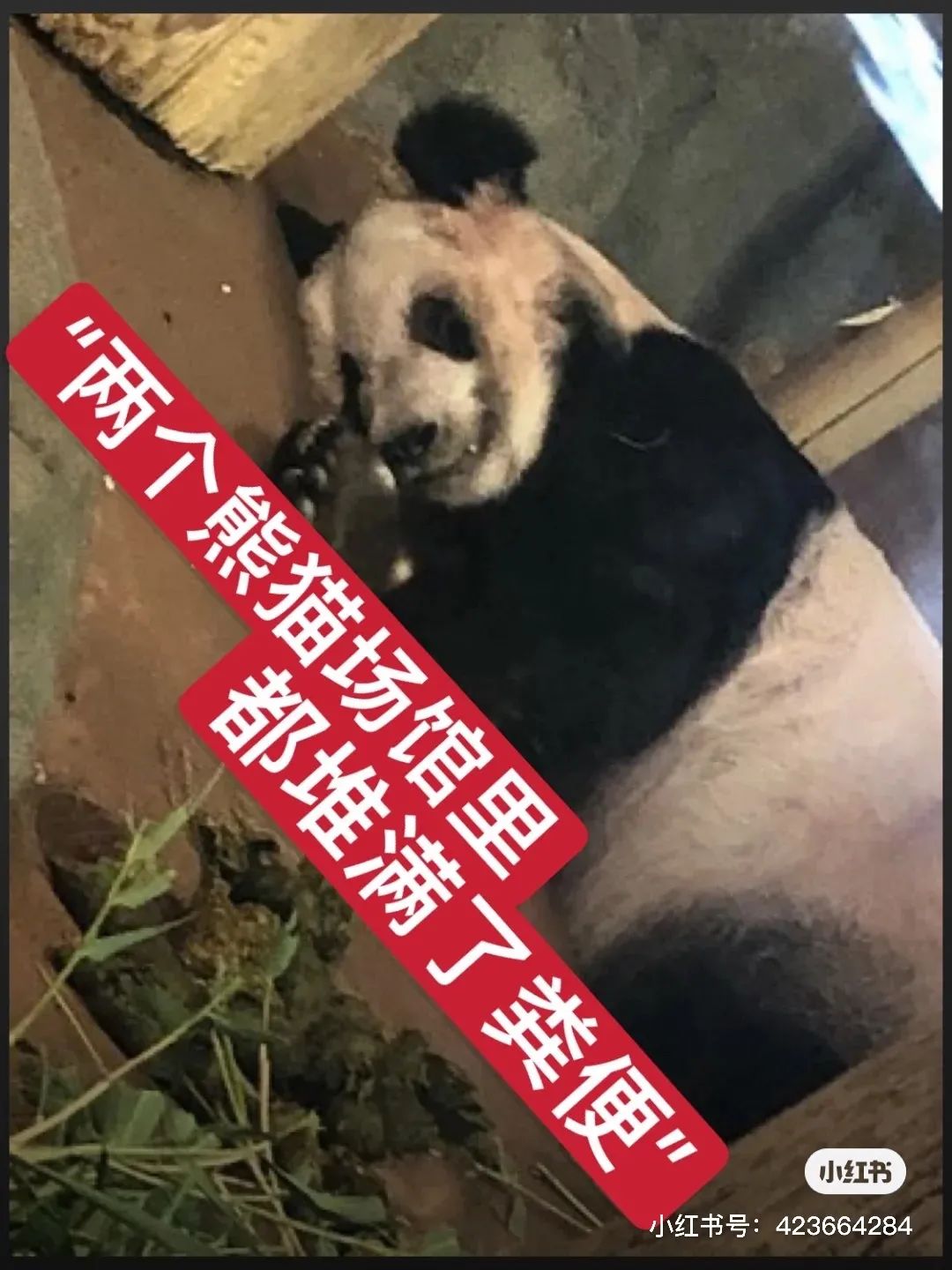 都沒熊樣了！旅美大熊貓居然瘦成皮包骨？官方回應(yīng)