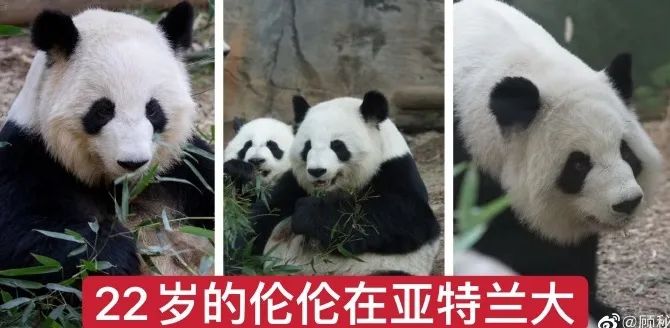 都沒熊樣了！旅美大熊貓居然瘦成皮包骨？官方回應(yīng)