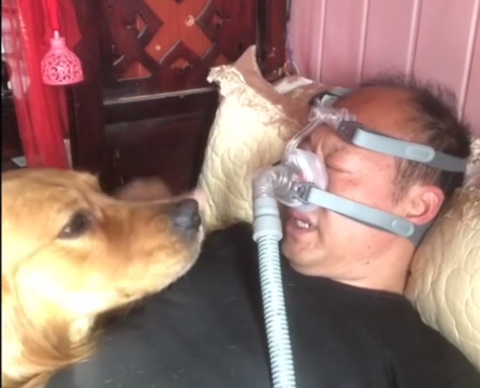呼吸|主人戴呼吸机睡觉金毛寸步不离 网友看哭了
