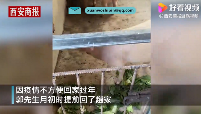 探亲|男子回家探亲离别时爸妈送活猪 网友调侃爸妈的爱太“沉重”