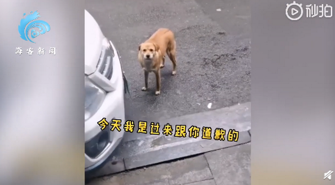 3月|狗子绝育后连续3月到宠物医院骂街 堪称最记仇的“狗”了