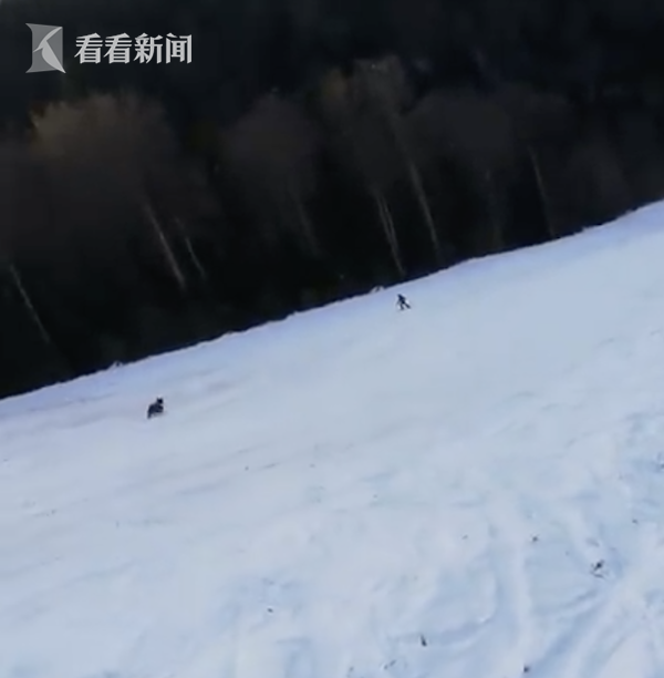 熊追|游客滑雪场被熊追这真是用生命在滑雪