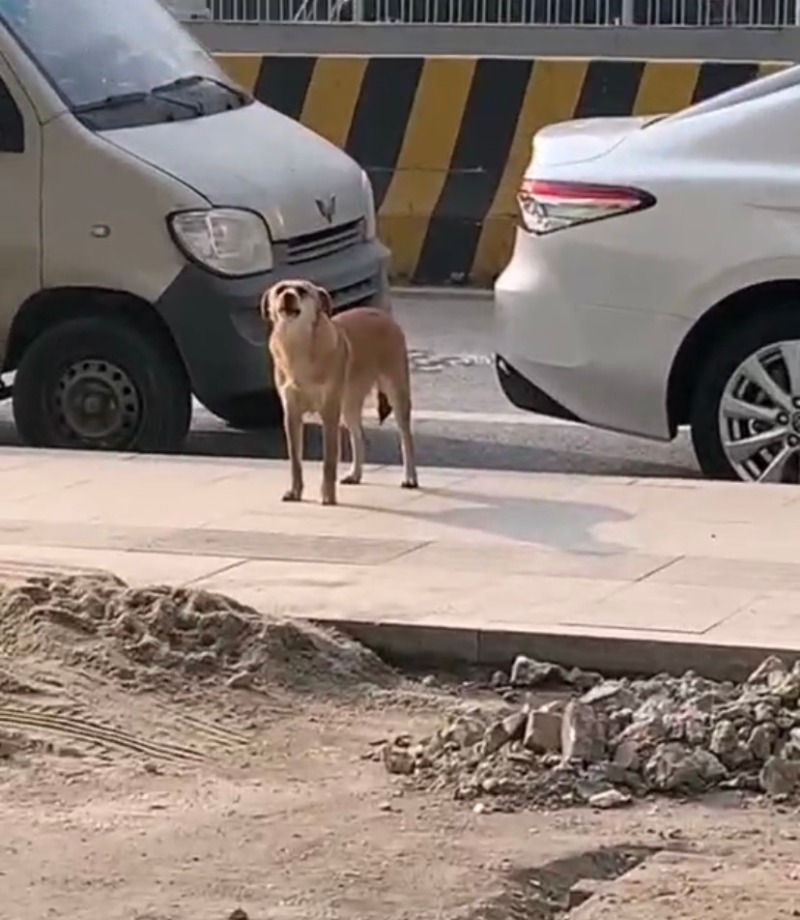 3月|狗子绝育后连续3月到宠物医院骂街 医生无奈急道歉