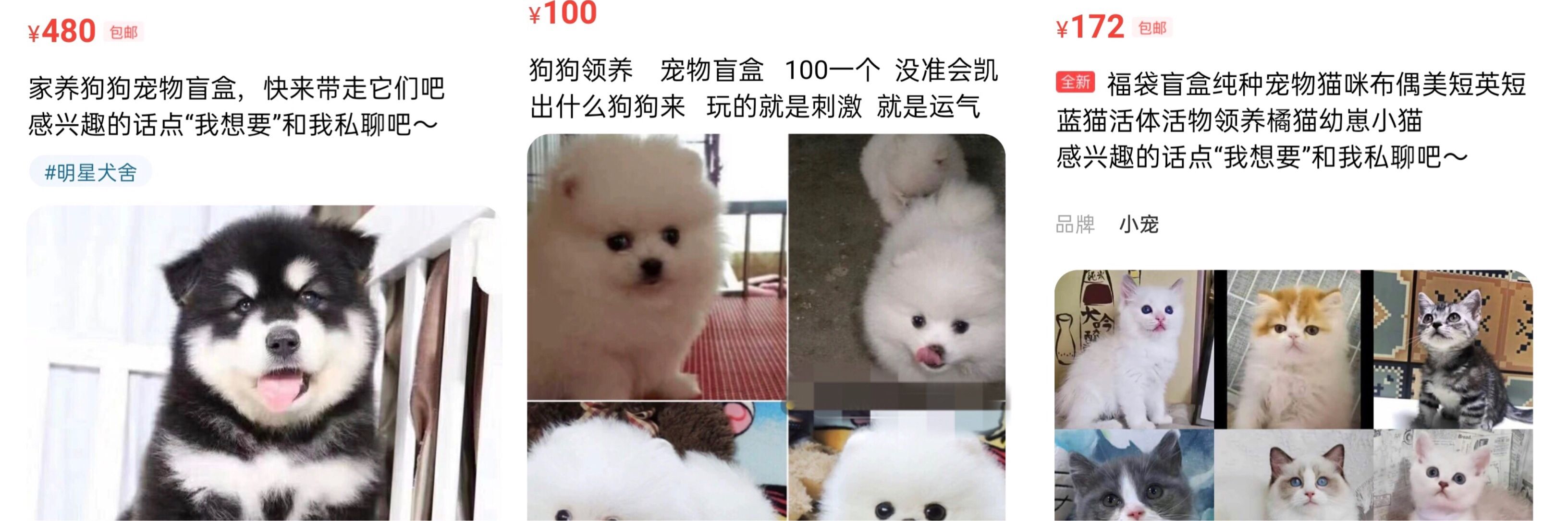 动物|起底活体动物盲盒乱象售出不退换 有卖家无法提供健康证明且称不予退换