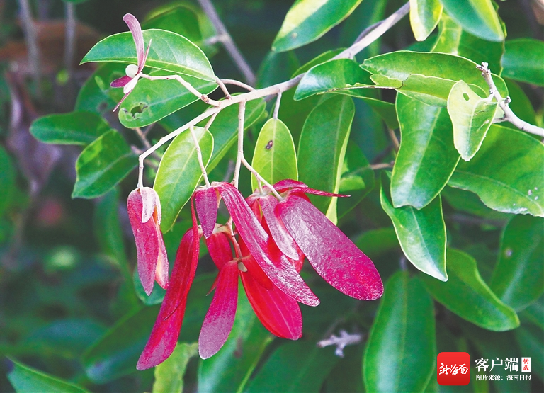 海南周刊 | 龍腦香科——熱帶雨林裏的擎天柱