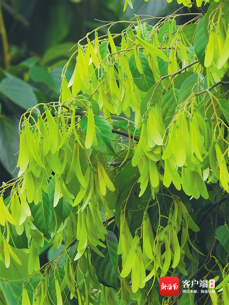 海南周刊 | 龍腦香科——熱帶雨林裏的擎天柱