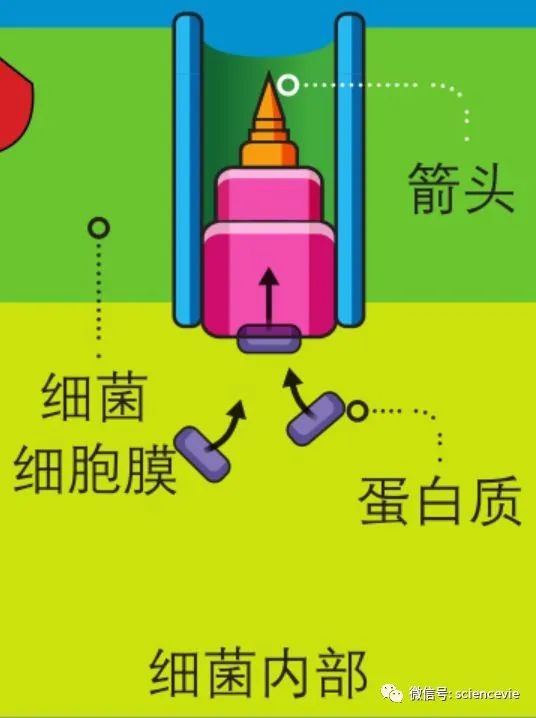 細菌會像人一樣射箭？射完之後還回收箭支