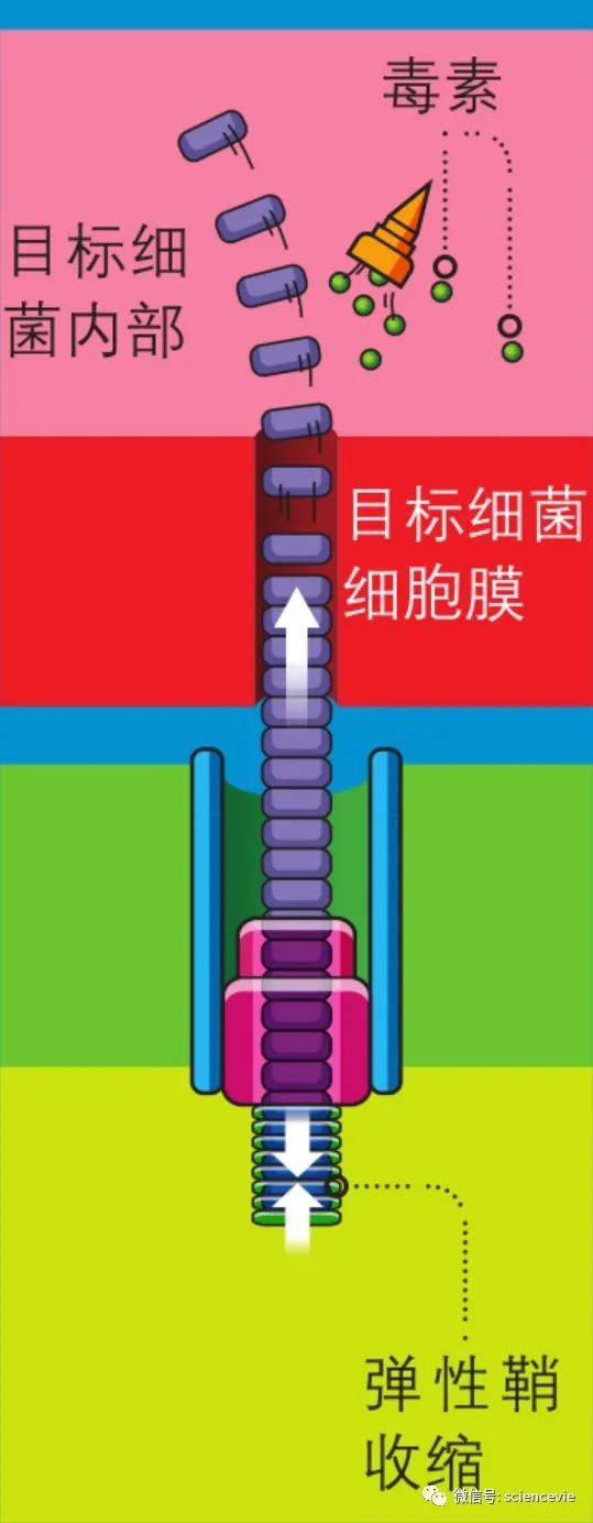 細菌會像人一樣射箭？射完之後還回收箭支