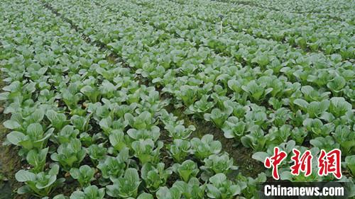 探访四川江安供港澳蔬菜基地：229项扫描检测农残合格方能采收