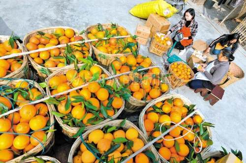 内江：以特色产业架起脱贫攻坚和乡村振兴的桥梁