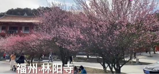 古寺|福州千年古寺进入最美梅花季 寺内种植梅花500余株