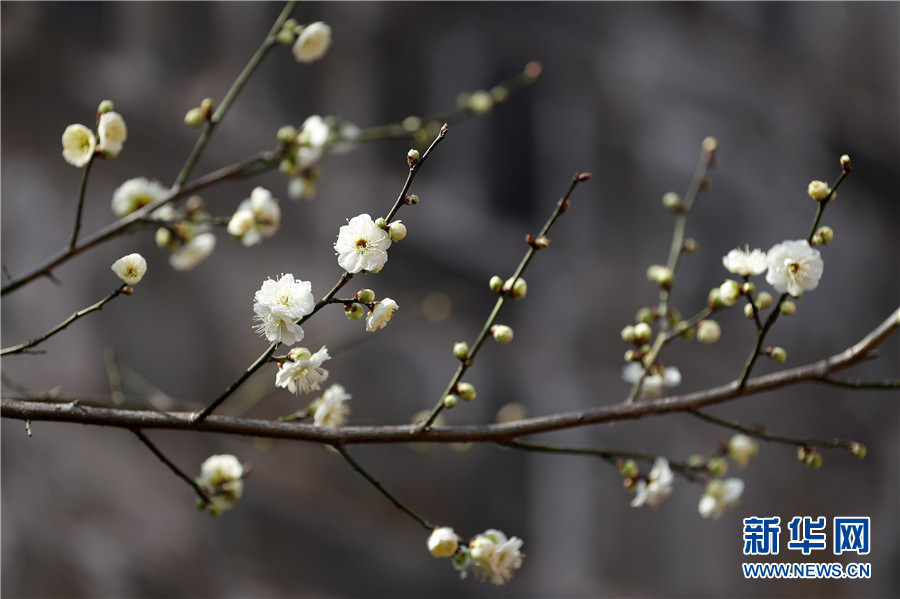安徽黄山：立春至 梅花开
