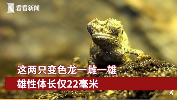 爬行动物|地球最小爬行动物 能趴在人类的手指上