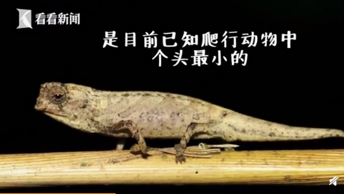 爬行动物|地球最小爬行动物 能趴在人类的手指上