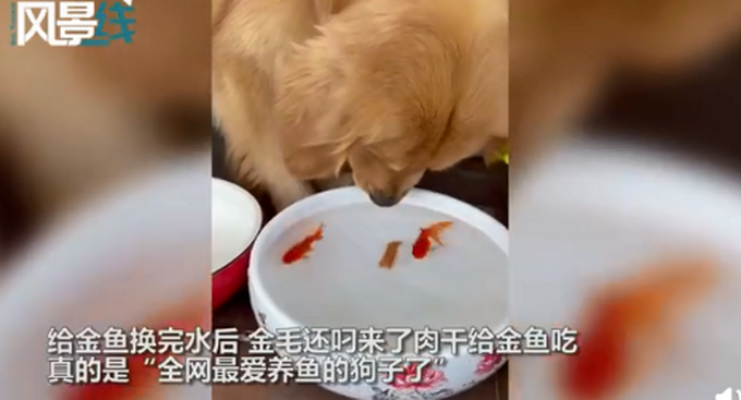 金鱼|金毛小心翼翼给金鱼换水 简直萌化了